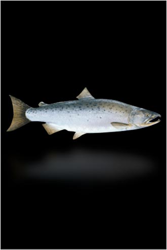 CT Oceane : Le saumon - Sauvage d’Alaska